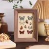 Väggklistermärken 30st Biolog Series Living Room Decorative Cards Home Decor Fjärilar 230808
