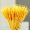 Dekoratif Çiçekler 50 PCS Gerçek Buğday Kulak Doğal Kurutulmuş Yapay Konuklar için Düğün Hediyesi