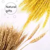 Dekoratif Çiçekler 50 PCS Gerçek Buğday Kulak Doğal Kurutulmuş Yapay Konuklar için Düğün Hediyesi