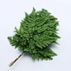 Decorative Flowers Wreaths 10pcs Natural Plant Preserved Flower Dried Fern Leaf Sawtooth Leaf Alpine Tooth Fern Wedding Decoration Room Artificial Flower 230808