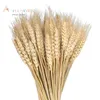 Декоративные цветы венки 25100pcs натуральный сушеный пшеничный уш