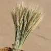 Decorative Flowers Wreaths 50100 Pcs Real Wheat Ear Natural Dried Bunny Tail Grass Decor Boho Home DIY Craft Bouquet Decoration 230808