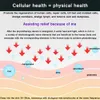 Massageador de costas Célula de onda Terahertz Célula de onda Terahertz Luz Magnética Dispositivo Saudável Sopradores de Cabelo Célula Produto de Saúde Tratamento Chinês Azul 230808