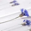 Decorative Flowers 120pcs Pressed Dried Cornflower Flower With Stem Plants Herbarium For Epoxy Resin Jewelry Making Makeup Nail Art Craft