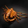 Uppgradera White Brown FaceHugger Costume Alien FaceHugger Face Cover Face Hugger Costume Halloween Prop Scary Claws Insect HKD230810