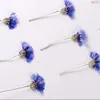 Decorative Flowers 120pcs Pressed Dried Cornflower Flower With Stem Plants Herbarium For Epoxy Resin Jewelry Making Makeup Nail Art Craft