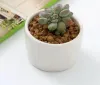 240pcs BONSAI CERAMICO POTS MINI PORTANTES DE PORCELANTES BRANCOS DE FLORES PONTEIROS DE PLANTES DE SUCELING SUCCONTIO