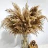 الزهور الزخرفية ترتيب زهرة جافة مجفف طبيعية راموس دي نوفا فلوريس Secas Naturale Deco Mariage Boheme Pampas الحرة