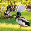 Decorative Objects Figurines 2pcs Creative Duck Ornament Garden Poultry Statue Realistic Eco-friendly Courtyard Art Sculpture Outdoor Decoration 230810