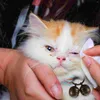Köpek yakaları 2 set Pet Bell Kedi Aksesuarları Ana Zincir Saç Mücevher Kitten Diy bakır yakalı yüksek yüzük küçük