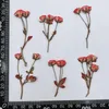 装飾的な花2023茎の小さな中国のバラ宝石のための乾燥した花の手作りの装飾