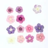 Fleurs décoratives Small Color Phlox Fleur pressée réelle pour le boîtier du téléphone époxy DIY 120pcs Envoi gratuit