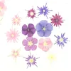 Dekorative Blüten kleine gemischte Farbe Phlox Real gepresst