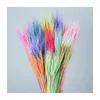 Decorative Flowers 30PCS Dried Small Pampas Grass Phragmites Communis Wedding Flower Bunch 70cm Tall For Home Decor C44