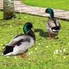 Decorative Objects Figurines 2pcs Creative Duck Ornament Garden Poultry Statue Realistic Eco-friendly Courtyard Art Sculpture Outdoor Decoration 230810