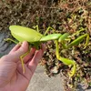 ElectricRc Animals RC Animal Remote Control Toys giocattolo Insetto Simulazione Fly Mantis Electric for Boys Swrens Insects Halloween Kids 230811