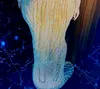 2023 August ASO Mermaid Gold Prom Kleid Perlen Kristalle Sexy Abend formelle Party Zweiter Empfangsgeburtstag Verlobungskleider Kleider Robe de Soiree ZJ785