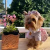 Köpek giyim bahar yaz evcil hayvan giysileri ince modeller sevimli ekose elbise küçük orta boy oyuncak chihuahua köpekler için