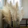 Dekoratif Çiçek Çelenkleri 80-140cm Pampas Çim Büyük Uzun boylu XXL kabarık Pampas Kurutulmuş Çiçekler Boho Dekor Bitki Vazo Ev Düğün Dekoru Çiçek Düzenlemesi 230812