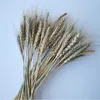 Decorative Flowers 1set Immortal Golden Ball Dried Natural Wheat Ear Eucalyptus Leaves Cotton Pinecone Wedding Party Home Decoration