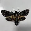 Oggetti decorativi Figurine Acherontia lachesi Real Moth Insect Isect Farma decorazione da collezione Regalo per la casa Scultura gotica 230812