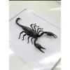 Decoratieve objecten Figurines Mechanische Beetle Scorpion Specimens Decoratieve verzameling van insecten Home Decor Accessoires Metaal Figurine 230812