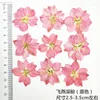 Dekoratif Çiçekler 1000 PCS Orijinal Beyaz Renk Larkspur Kurutulmuş Presli Çiçek EST Üreticileri