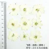 الزهور الزخرفية 1000pcs الأصلي اللون الأبيض لاركسبور المجفف مجفف الزهرة