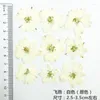 Fiori decorativi 1000pcs Bianco bianco originale Larkspur ESSED EST EST Produttori