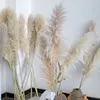 الزهور الزهور أكاليل الزهور 80-140 سم بامباس العشب كبير XXL XXL FLUFFY PAMPAS مجفف الزهور بوهو النبات لمرض الزفاف المنزل ديكور الزهور ترتيب زهرة 230812