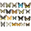 Decoratieve objecten Figurines 20 -stcs Natuurlijk echt natuurlijk niet -gemonteerde vlinder Specimen Artwerk Materiaal Kleurrijk Mixed Le Papillon Home Decoratie Diy 230814