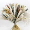 Decorative Flowers 45cm Pampas Grass Ornaments For Home Decorations Articles Of Bar And Homemade Brewing Natural Preserved Wedding Supplies