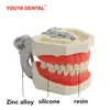 Andere mondhygiëne tandheelkundig model tanden onderwijsmodel met tandvleesverwijderbare tand voor tandheelkunde technicus praktijk training bestuderen typodont modellen 230815