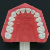 その他の経口衛生歯科用タイプッドのブラッシングフロス練習歯を研究するモデルモデル通常の標準サイズデモM7010-1 230815