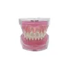 Other Oral Hygiene Transparent Dental Model Tooth Root Visible Dental Typodont Model With Removable Teeth Soft Gum Tooth Extraction Pratice Models 230815