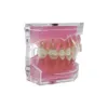 Other Oral Hygiene Transparent Dental Model Tooth Root Visible Dental Typodont Model With Removable Teeth Soft Gum Tooth Extraction Pratice Models 230815