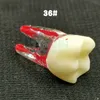Andere orale hygiëne tandheelkundige endodontische wortelkanaal rct oefenen endo tanden tandmodel pulpstudie 230815
