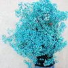 Decorative Flowers Blue Dried Baby's Breath Bouquet Projects And Christmas Decor Over 2000 - Perfect For Home Weddings DIY Floral