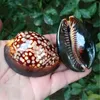 Decorative Objects Figurines Natural Rare Sea Snail Mauritia Mauritiana Shell Specimen Snail Fish Tank Landscaping Home Decoration Collection 230815