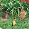 Garden Decorations Duck Yard Stake 2D Sign Acrylic Lawn Art Outdoor Animal Staty Stakes All-Season Lämplig för pool
