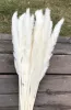 15st White Pampas gräs torkade blommor för heminredning bröllop blommor dekorationer boho dekorzz