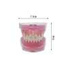 Other Oral Hygiene Transparent Dental Model Tooth Root Visible Dental Typodont Model With Removable Teeth Soft Gum Tooth Extraction Pratice Models 230815