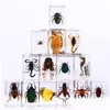 Party Favor Insect Specimen Favors For Kids Bugs In Resin Collections Paperweights Arachnid Preserved Scientific Educational Toy Hallo Dhljc