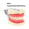 Altri denti dentali igienici orali Modello denti rimovibile con dente rimovibile Kilgore Nissin 200/500 Simulazione di gomma morbida della guancia per insegnare Studio 230815