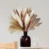 Dekorative Blumen Kränze 80pcs natürlicher getrockneter flauschiger Pampas Grasbouquet Set Boho Home Decor Pompous großer Schilfhasen -Schwanzweizen -Stiel 230815