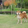 Collari per cani forti guinzaglio guinzaglio per animali