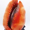 Decorative Objects Figurines 12-17CM Natural Orange Sea Shells Snail Bull's-mouth Helmet Conch Home Decor Beach Decorations Collectibles Aquarium Landscape 230816