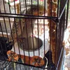 Outros pássaros suprimentos de pássaros gaiolas penduradas tigela de aço inoxidável papagaios de alimentação com alimentos alimentos alimentos para animais de estimação calopsita pigeon cooper