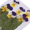 Dekorativa blommor 6 - 11 cm Real Pressed Dried Pansy för harts smycken hängande armband som gör telefonfodral konst och hantverk diy scen