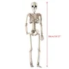 Autres fournitures de fête d'événement 36cm Les os humains réalisants Halloween Skull Squelette Décoration Modèle anatomique 230816